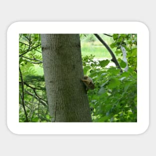 Red Squirrel Sticker